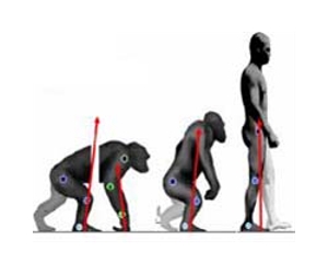 http://www.spacedaily.com/images-lg/evolution-walk-upright-primate-lg.jpg