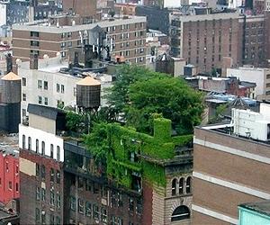 How Does Your Green Roof Garden Grow