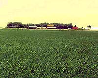[Image: alfalfa-farm-bg.jpg]