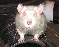 Rat whiskers move actively in one dimension, rotating at their base in a plane roughly parallel to the ground. When the whiskers hit an object, they can be deflected backwards, upwards or downwards by contact with the object. The mechanical bending of the whisker activates many thousands of sensory receptors located in the follicle at the whisker base. The receptors, in turn, send neural signals to the brain, where a three-dimensional image is presumably generated.