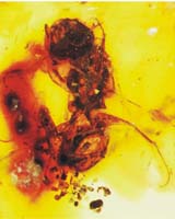 This 100-million-year-old bee embedded in amber was found in an amber mine in the Hukawng Valley, Kachin state, northern Myanmar (Burma).